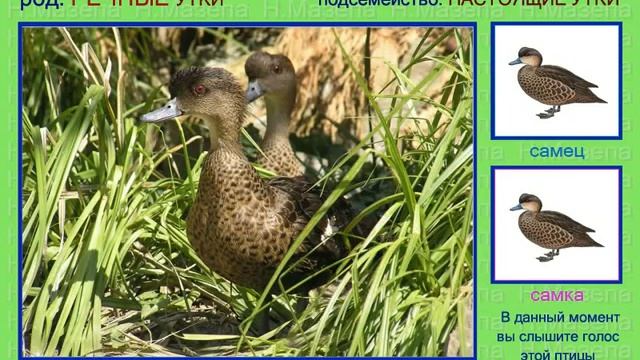 Чирок. Часть 1. Голоса птиц смотреть онлайн