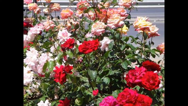 Моето слайдшоу смотреть онлайн