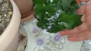 Плющ или нет?Что это за растение?