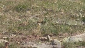 Семейство тундряных куропаток на Кваркуше. Северный Урал.