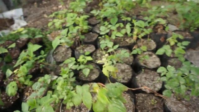 Маравила на маточный корень смотреть онлайн