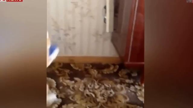 Не надо злить КОТА, у вас не будет спасения. смотреть онлайн