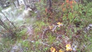 Замороженные лисички.