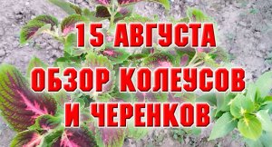15 августа. Обзор моих колеусов и саженцев.mp4