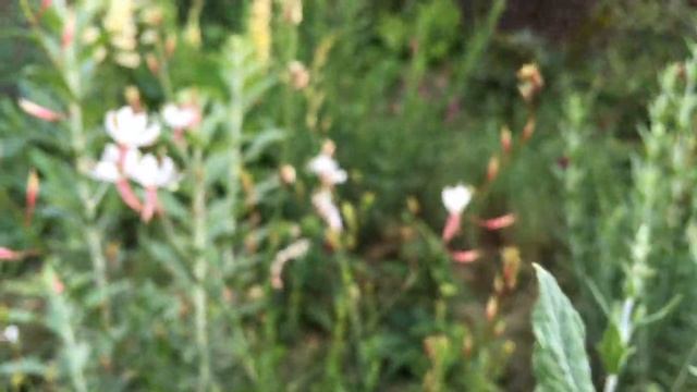 Готовый блок из наперстянки, люпина, кентрантуса и других "звезд" летнего цветника.