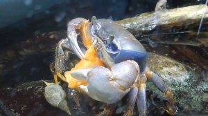 Что кушает радужный краб?