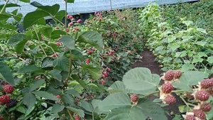 Сорт ежевики Небеса могут подождать