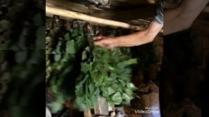 Веники для бани березовые, дубовые и липовые! Пора заготавливать! Мордовия