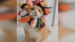 Смешные Коты приколы про котов с котами ДО СЛЁЗ