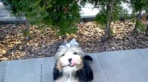 Бивер йоркширский терьер. Уроки послушания. Ранняя социализация.