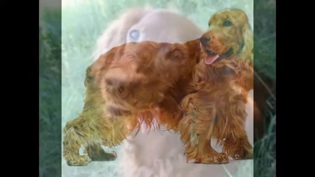 СПАНИЭЛИ смотреть онлайн