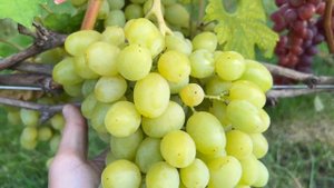 Виноград Ландыш, Супер Ляля и Розовая форма с мускатом в Беларуси (08.10.22)