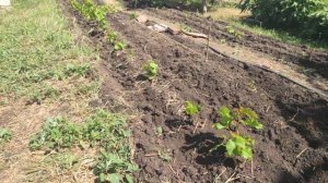 Посадка и выращивание виноградной школки.