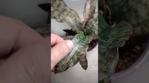 Сансевиерия Стар Каньон Гранит.