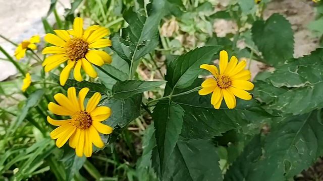 Что посадить в тени? Гелиопсис. Яркие цветы для Вашего сада! смотреть онлайн