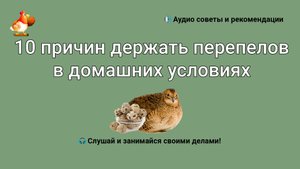 10 причин держать перепелов в домашних условиях