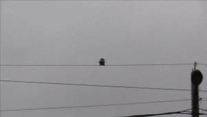 Crow Hunting nov 22-2 /Охота на ворон
