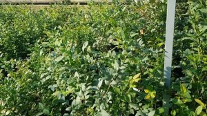 Маточник ГОЛУБИКИ. Саженцы голубики.