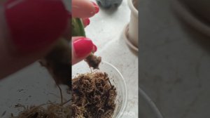 приехала аглаонема Супер Вайт