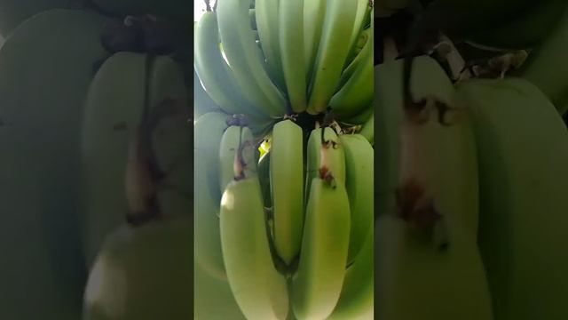 100% лучшие съедобные бананы. Этот банан приходит раз в три месяца .