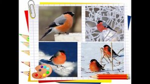 Мастер класс "Рисование снегиря"