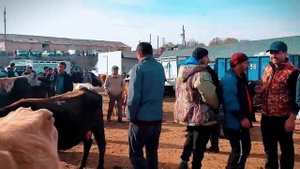 Шанбебозори Фархор" - качество оригинал 4К. 2 декабря 2023 г. #дехконбача