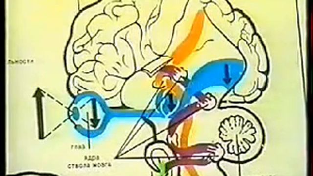 Анатомия человека  Понятие об анализаторах