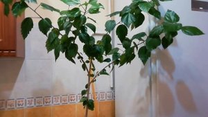 ГИБИСКУС комнатный. ФОРМИРУЮЩАЯ ОБРЕЗКА ГИБИСКУСА. HIBISCUS. CHINESE ROSE.