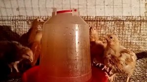 Чтобы бройлера были крепкими и не падали на ноги. Это секретная пропойка но с вами я поделюсь! ?
