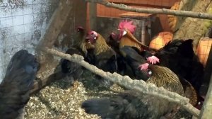 Кадилэнд. Итальянская куропатчатая порода кур. Бурый леггорн. Разведение кур.