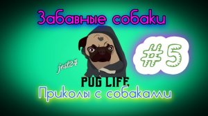 Забавные собаки / Приколы с собаками #5