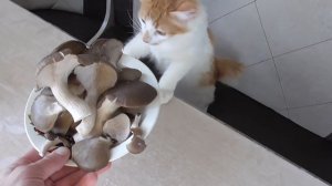 ГРИБЫ ВЕШЕНКИ НАЧАЛИ ИДТИ! ТУШЁНЫЕ ВЕШЕНКИ В СМЕТАНЕ!