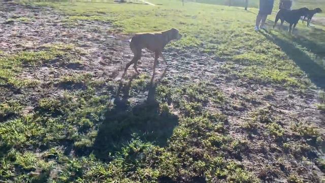 BullTerrier Teddy at the Dog Park meet  new friends! Бультерьер Тедди в собачьем парке !