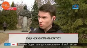 Опрос — куда поставить кактус?