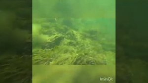 Подводная охота на веселовском водохранилище