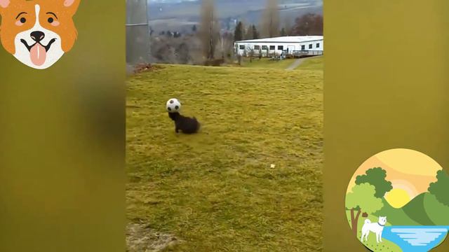 Собаки играют в футбол смотреть онлайн