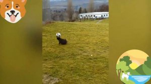 Собаки играют в футбол