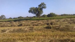 Грабли харвест wr9, сенокос 2019