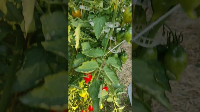 Томат Гора Везувий ( Пьянолло дель Везувио) смотреть онлайн