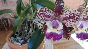 Cattleya Schilleriana x Cattleya Cruzeiro do Sul primeira floração