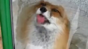 Лиса показывает язык   Crazy fox