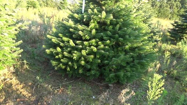 Пихта Нордмана (срубленная новогодняя пихта) 16043 смотреть онлайн