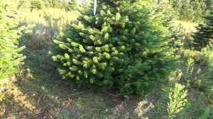 Пихта Нордмана (срубленная новогодняя пихта)  16043