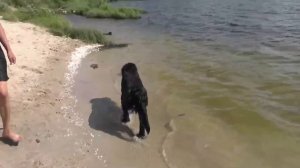 Щенок Водолаза НАУЧИЛСЯ ПЛАВАТЬ, северное озеро, ньюфаундленд плавает, знакомство, семейный отдых