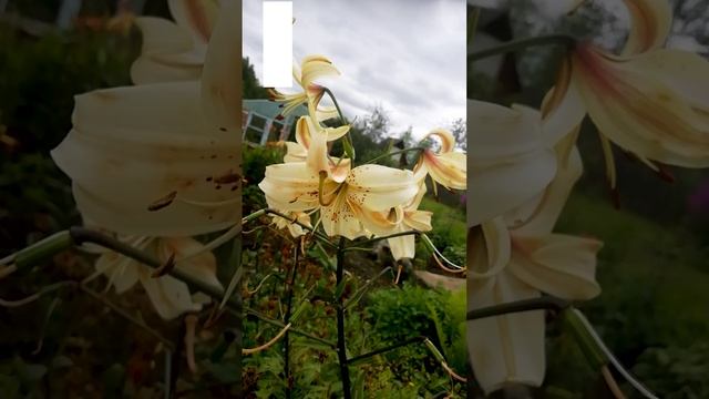 Лилия Ханимун. (Lilium Honeymoon)??