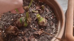 луковицы гиппеаструмов из воскового покрытия - два года спустя