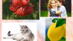 Использование технологии «Синквейн» в речевом развитии детей старшего дошкольного возраста.