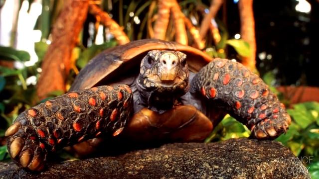 5 домашних животных, которые вернулись домой спустя много лет смотреть онлайн