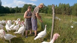 Ожидается нехватка "зеленки" у индюков: сосед отдает часть огорода! Индюки разведение!