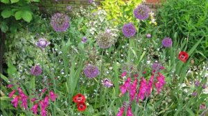 Декоративные луки (аллиумы) в ландшафтных композициях